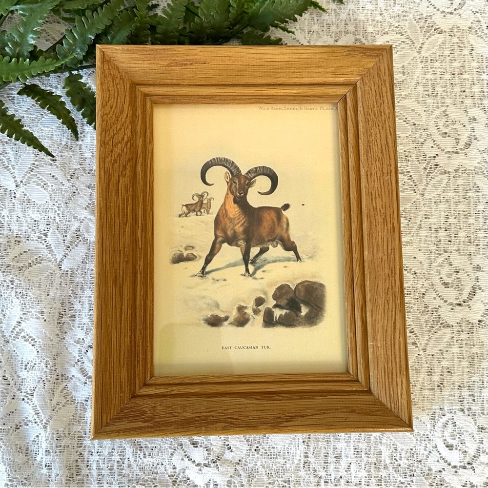 Vintage Solid Wood Framed East Caucasian Tur Decor 5x7